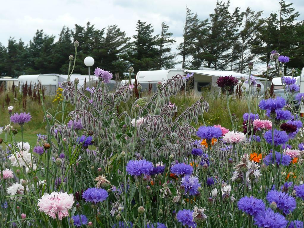 Lonstrup Camping Cottages & Rooms Exteriör bild